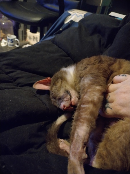 Flounders or Flouncers? The Excellent Cats continue their important debate