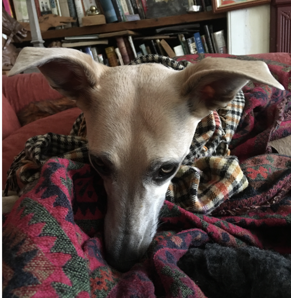 A photo of your dog right now