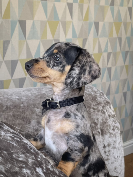 New puppy - meet Sizzle