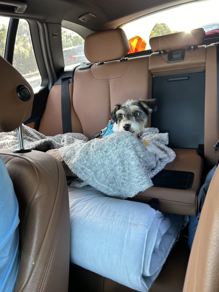 Dog anxiety in the car