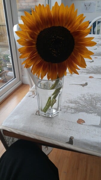 Thread 7 Starmer : Cats and Conferences