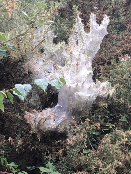 I have some questions about spiders