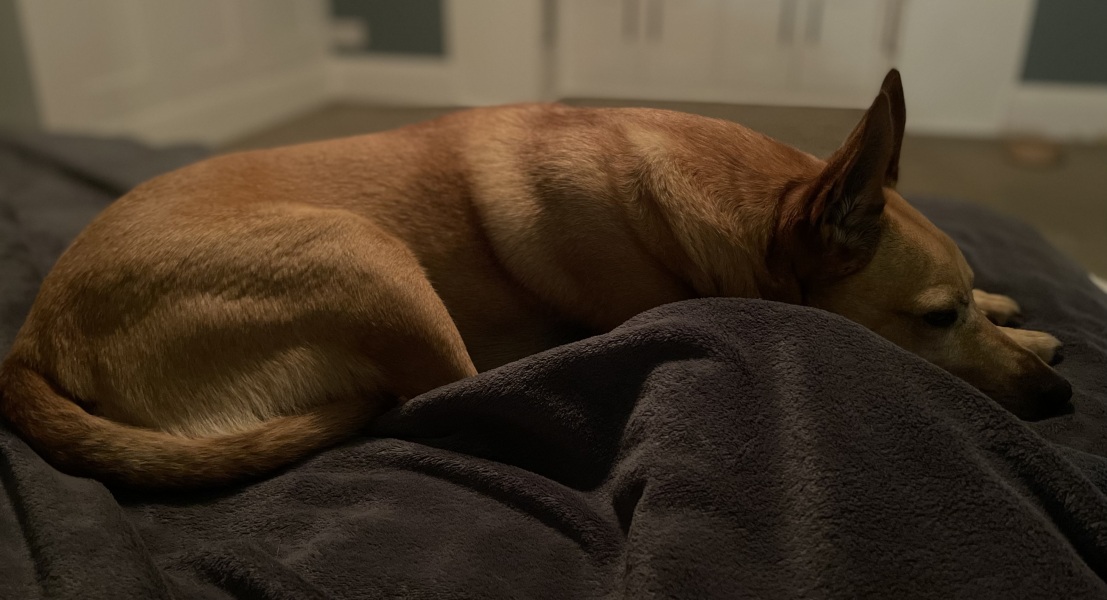 AIBU to think dog owners have low hygiene standards.