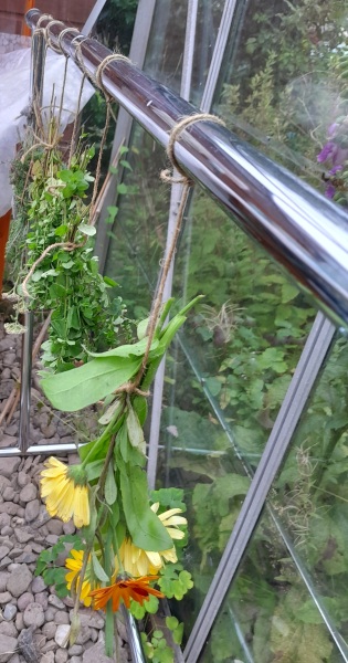 What have you done in the garden today? Part 6