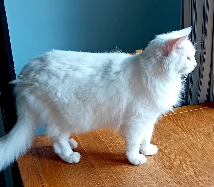 Flounders or Flouncers? The Excellent Cats continue their important debate