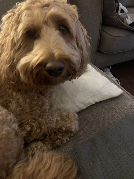 A photo of your dog right now