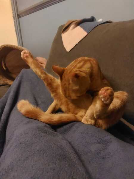 Thread 7 Starmer : Cats and Conferences