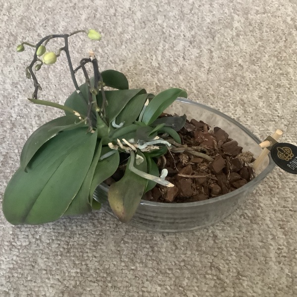 Houseplants: Orchid - dead?