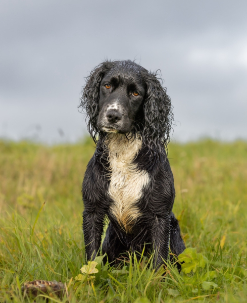 Which breed to consider