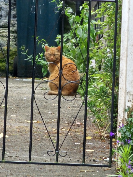 Passports, buckets and spades - the Excellent Cats go on their holidays