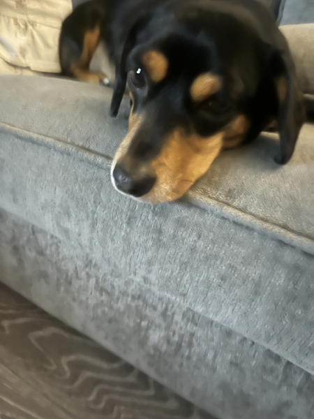 A photo of your dog right now