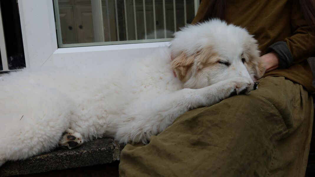 Puppy Survival Thread for New & Old Pups - Soon be Autumn 2024