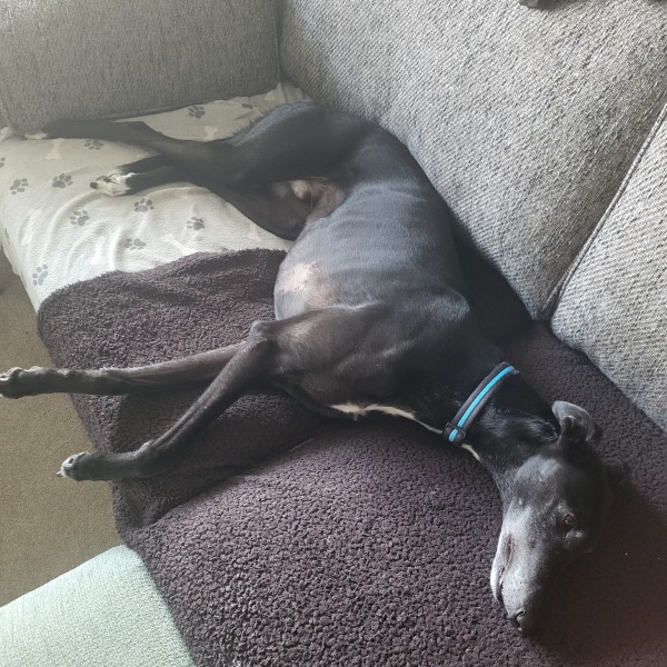 Greyhound