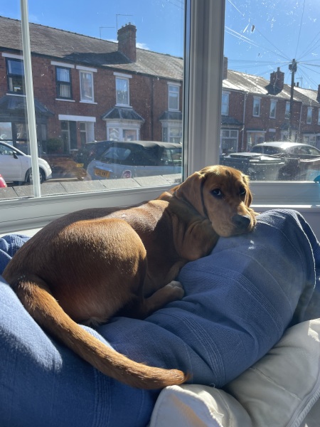 Adolescent Dog Survival...Sharing Tips & Tails
