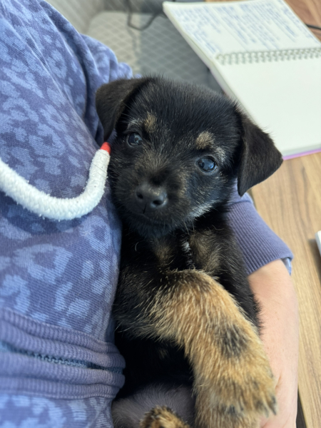 Puppy Survival Thread for New & Old Pups - Soon be Autumn 2024