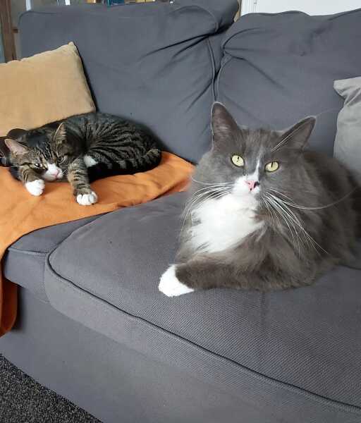 Thread 8 Starmer : Cat fur on new clothes