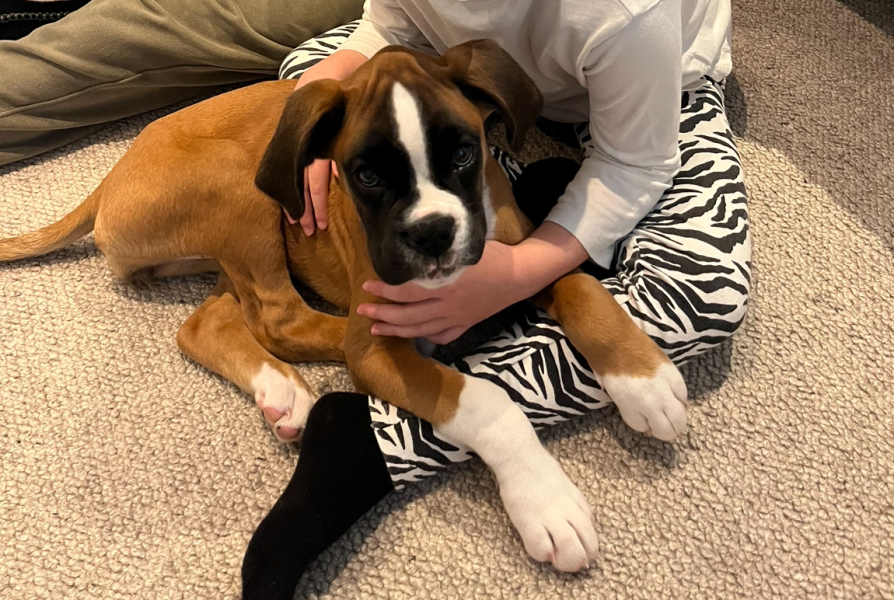 Puppy Survival Thread for New & Old Pups - Soon be Autumn 2024