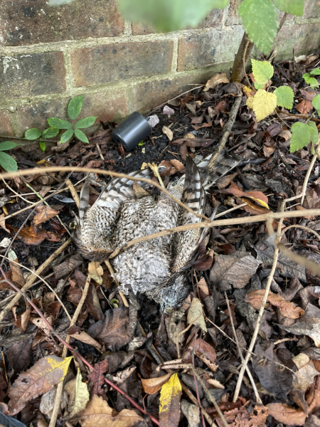 Dead Bird