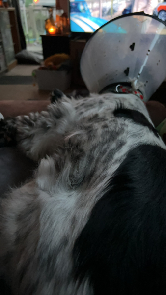 A photo of your dog right now
