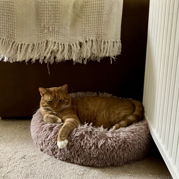 Flounders or Flouncers? The Excellent Cats continue their important debate