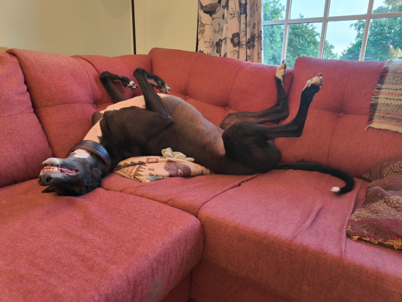 Greyhound