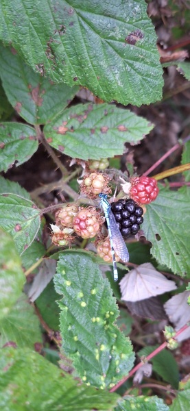 The Autumnal Christmas Chronicles Preamble thread