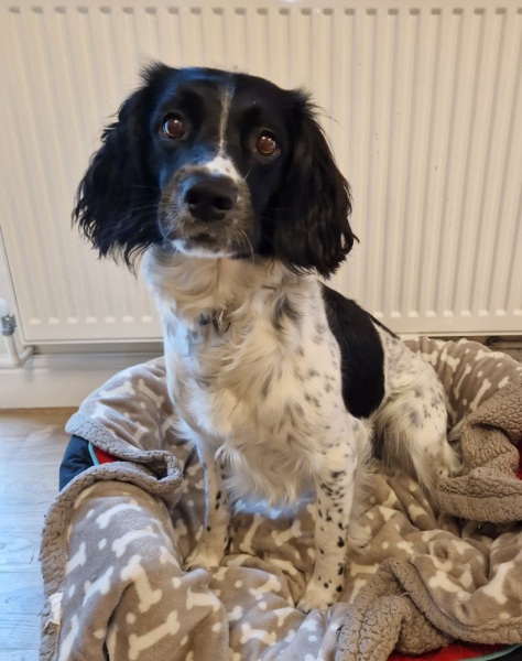 A photo of your dog right now