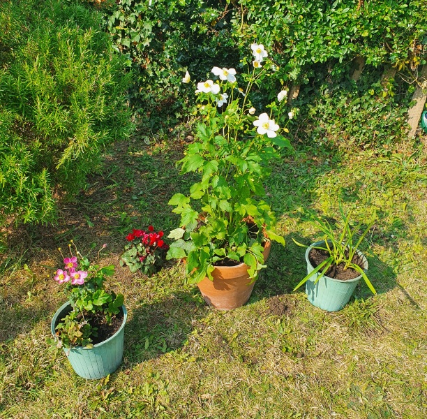 Ideas what flowers I can plant on either side please
