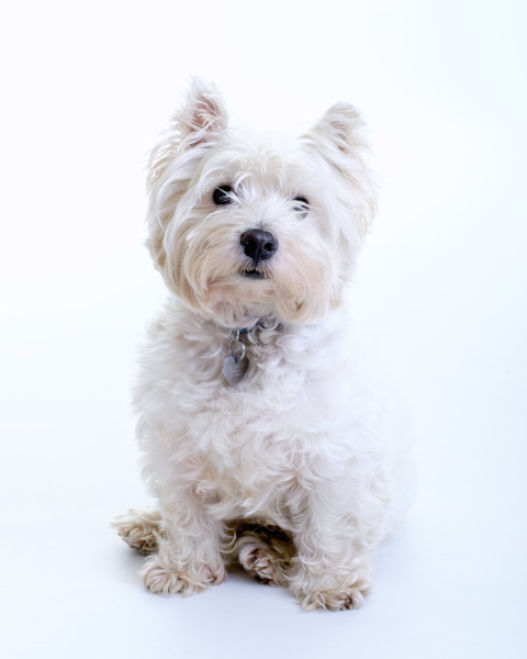 AIBU to think dog owners have low hygiene standards.