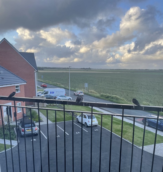 Spring has sprung...let's Countdown to Christmas 2024 (Thread 2)