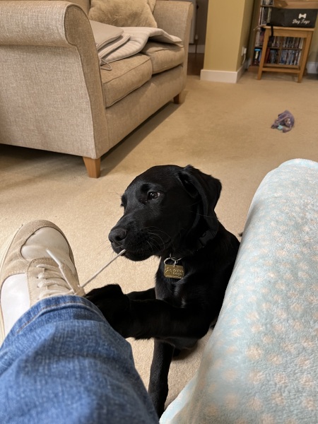 Puppy Survival Thread for New & Old Pups - Soon be Autumn 2024