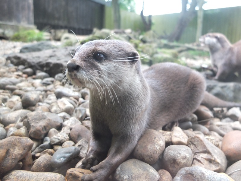 Thread 7 Starmer : Cats and Conferences