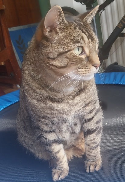 Thread 7 Starmer : Cats and Conferences