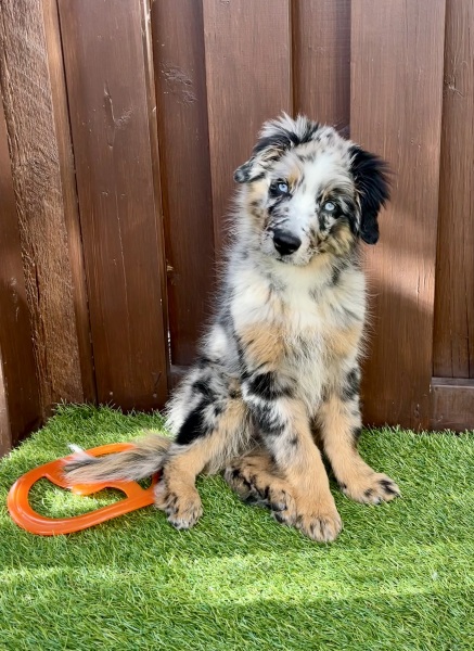 Puppy Survival Thread for New & Old Pups - Soon be Autumn 2024