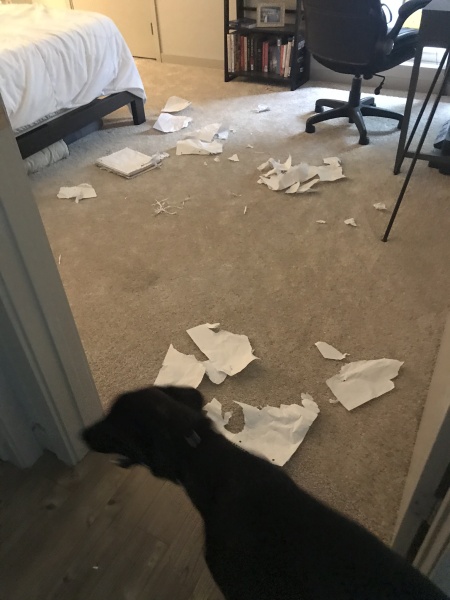Help needed! 6 mo lurcher lost her mind