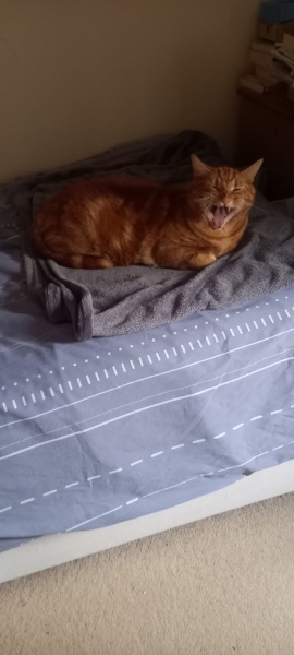 Thread 8 Starmer : Cat fur on new clothes