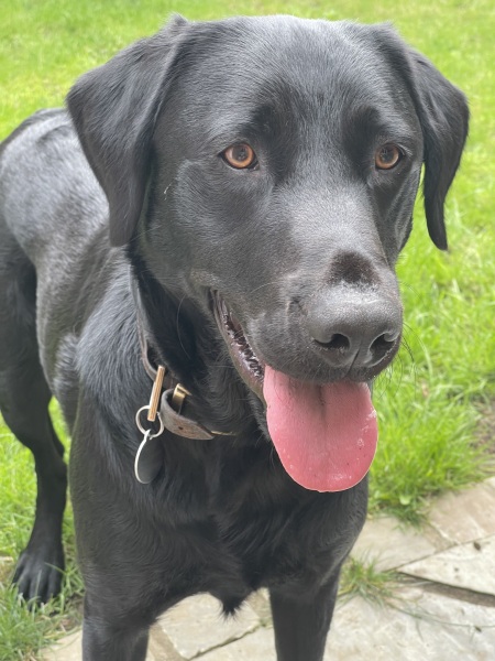 Tips for settling a new dog into their home - £200 voucher to be won