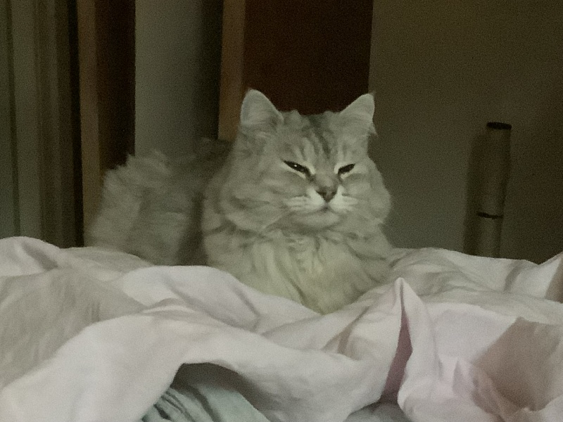 Thread 7 Starmer : Cats and Conferences