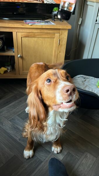 Puppy Survival Thread for New & Old Pups - Soon be Autumn 2024