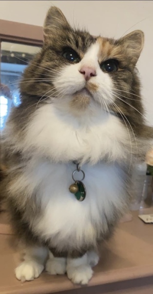 Anyone tried steam brushing their cat?!