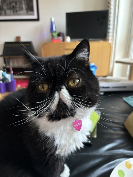 Flounders or Flouncers? The Excellent Cats continue their important debate