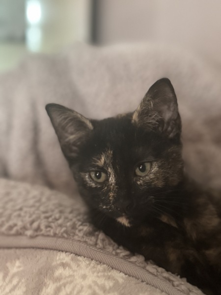 Lost kitten, was I wrong.
