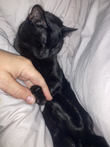 New rescue cat excessively vocal