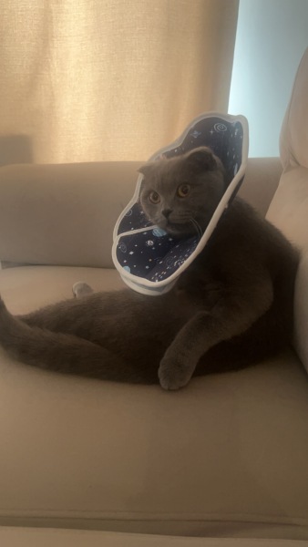 Passports, buckets and spades - the Excellent Cats go on their holidays