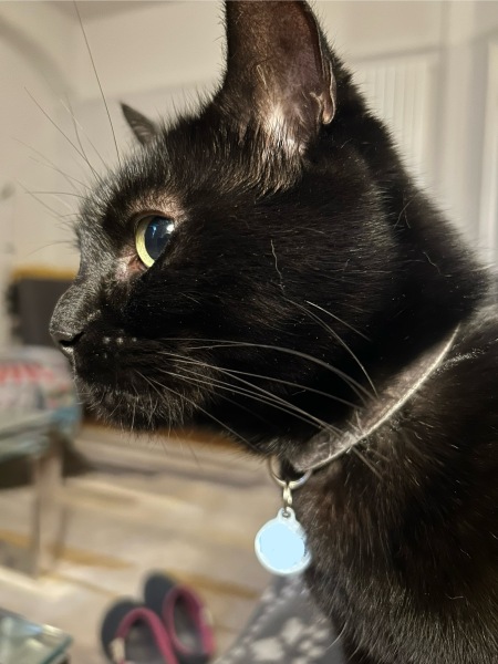 Thread 7 Starmer : Cats and Conferences