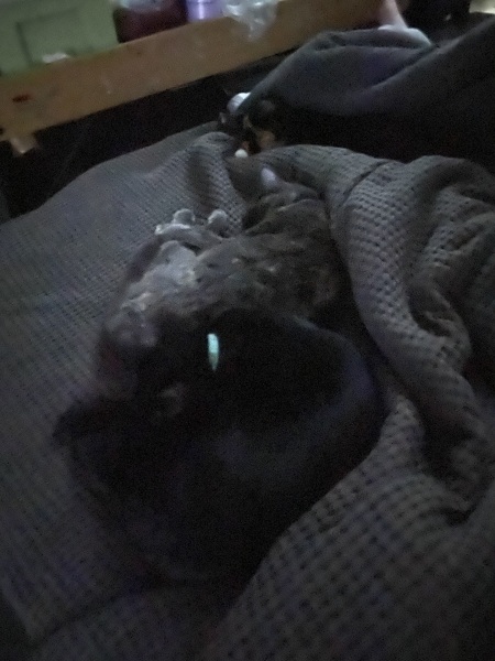 Flounders or Flouncers? The Excellent Cats continue their important debate