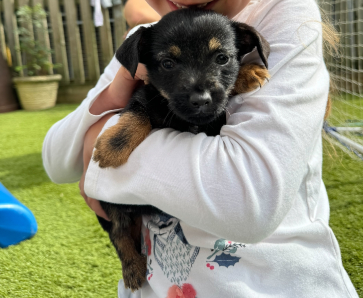 Puppy Survival Thread for New & Old Pups - Soon be Autumn 2024