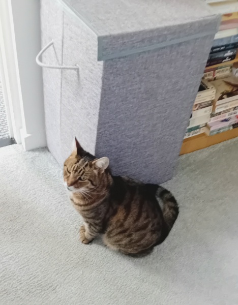 Passports, buckets and spades - the Excellent Cats go on their holidays