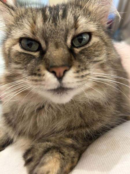 Mounjaro August thread 3