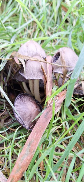 The Autumnal Christmas Chronicles Preamble thread